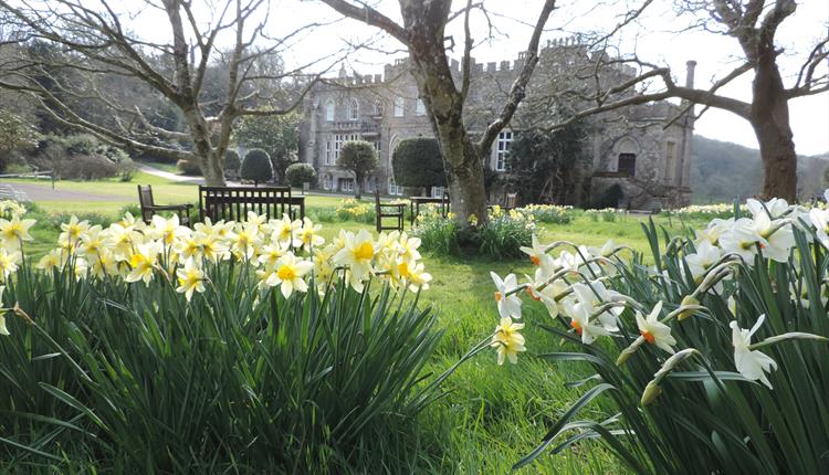 daffodil day hartland abbey