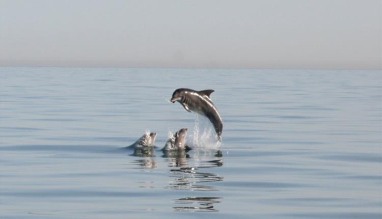 All At Sea - Talk by Sue Sayer