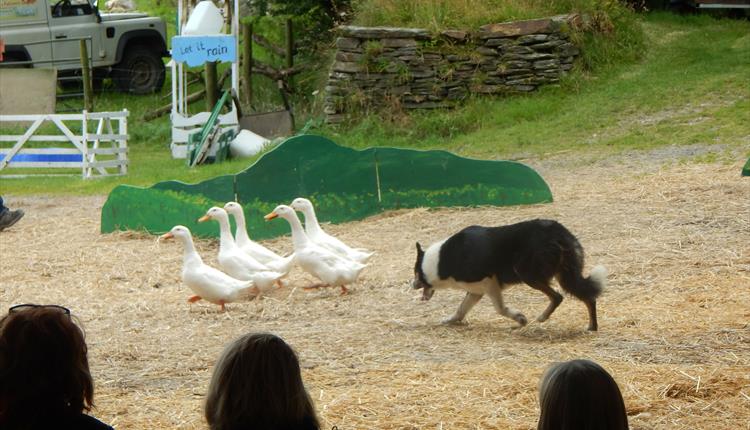 Farmyard Show