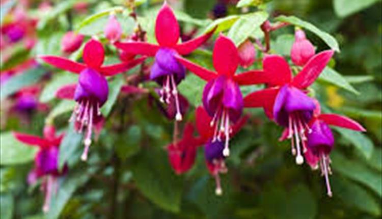 Flower Festival in Fuchsia Valley