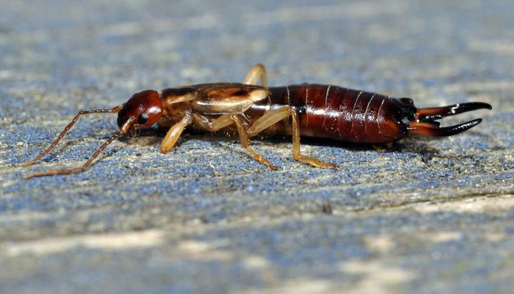 October Half Term – Deadliest Plants and Bugs