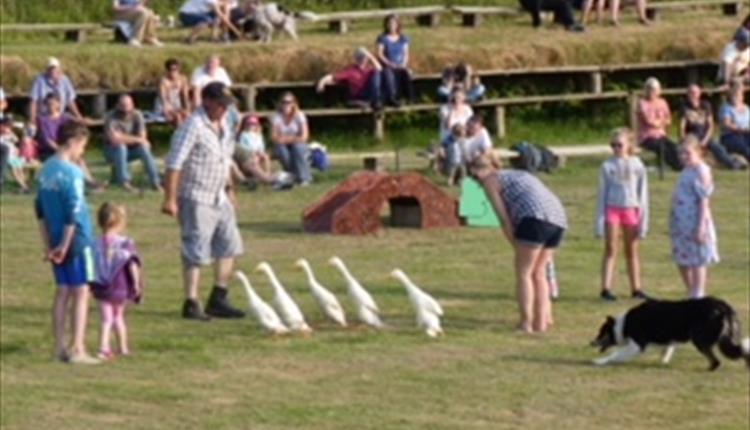 Sheepdog & Falconry Display