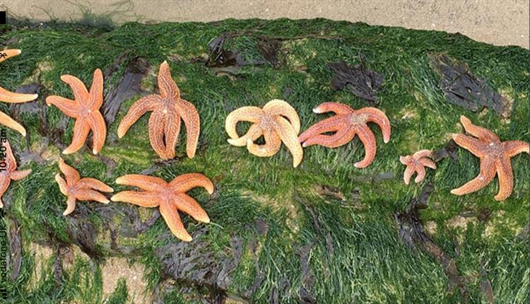 Rockpool Ramble