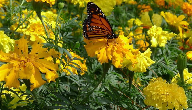 Chulmleigh Open Gardens