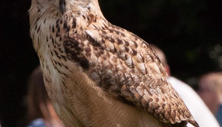 Meet The Birds Of Prey
