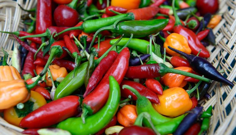 Festival of Flavours
