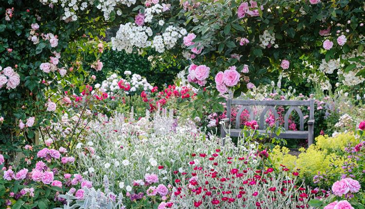Rose Festival