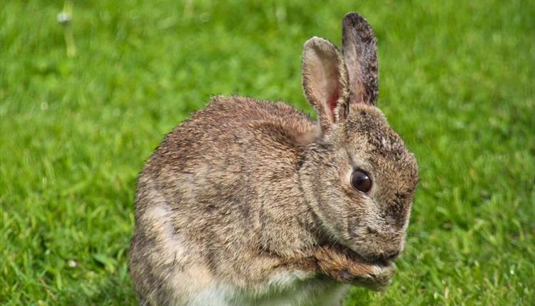 Wildlife photography competition