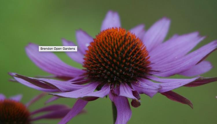 Brendon Open Gardens