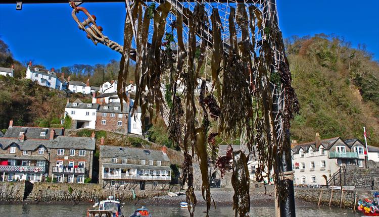 Seaweed Festival, in aid of the North Devon Hospice