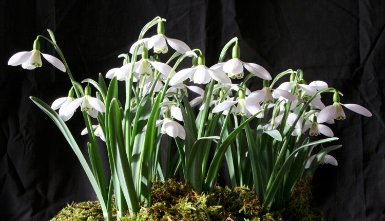 Snowdrop Weekend