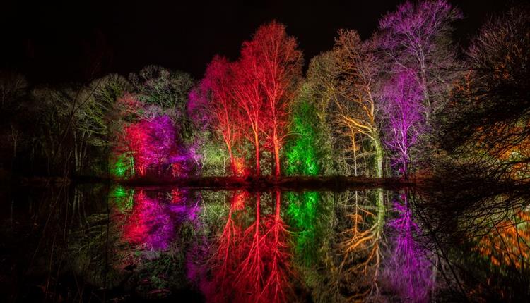 Rosemoor Glow