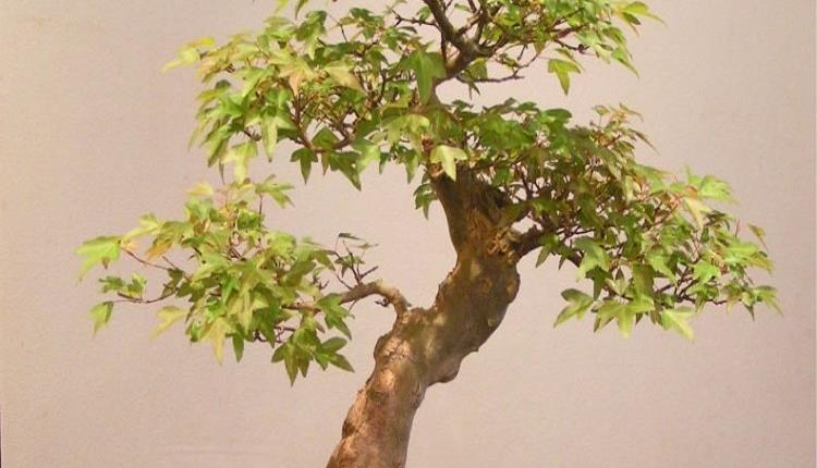 Bonsai Weekend