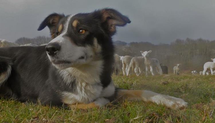 Sheepdog & Falconry Display