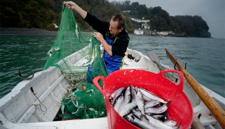 Clovelly Herring Festival