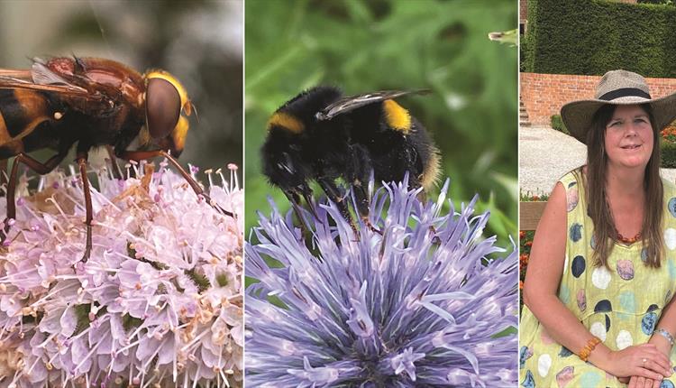 Bee Safari with Jean Vernon