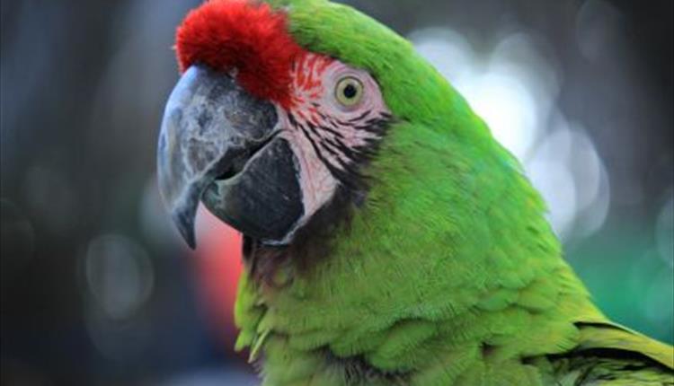 DR DOLITTLE - OUTDOOR THEATRE - 5 YRS+