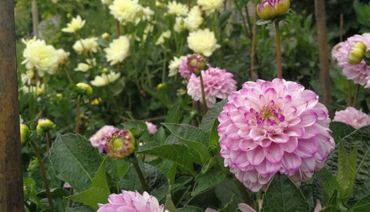 British Cut Flower Show