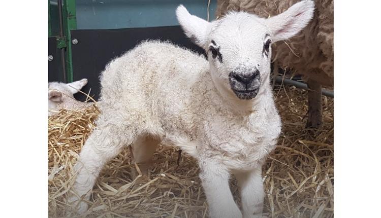 Lambing Live during February Half Term at The BIG Sheep