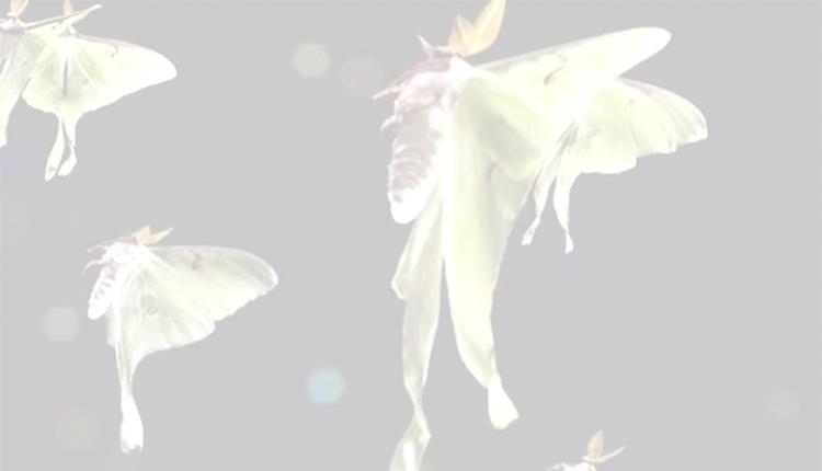 The Marvel of Moths at Trimstone Manor