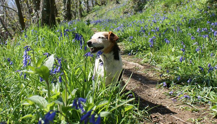 Bluebell Day