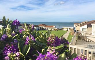 golden bay holiday village purple flowers