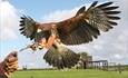 bird of pray landing on keepers arm @ The Milky Way Adventure Park