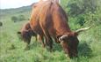 cows in braunton