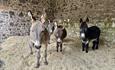 4 donkeys standing in a stable