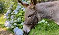A close up of a brown donkey near blue flowers