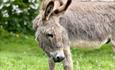 One grey donkey
