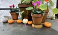5 pots with colourful flowers surrounded by small pumpkins