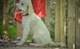 A white dog sat in a countryside garden.