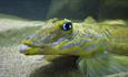 Ilfracombe Aquarium fish