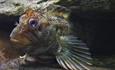 Ilfracombe Aquarium fish close up