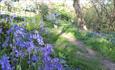 Bluebells at Hartland Abbey