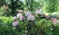 Blossom at Hartland Abbey