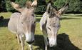 Donkeys at Hartland Abbey