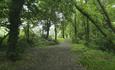 pathway in forest