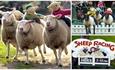 sheep racing